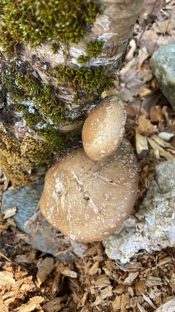 Fomitopsis betulina · April 2026 · photo: © mnerrie (iNaturalist, cc-by)