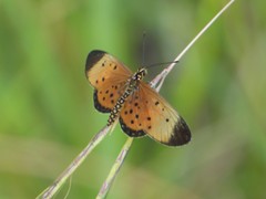 Acraea pudorella