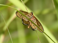 Acraea asema