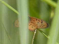 Acraea asema