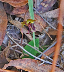 Chiloglottis curviclavia