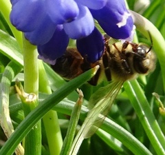 Apis mellifera