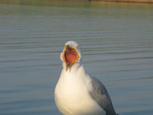 Herring Gull｜银鸥 参考照片