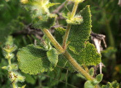 Salvia dominica