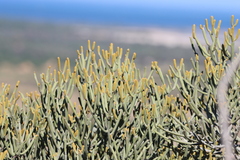 Euphorbia fiherenensis, photograph (c) amantedarmanin, some rights reserved (CC BY)