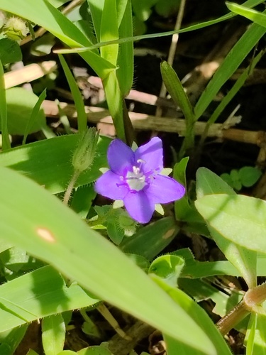 Hydrolea zeylanica observed 2026-04-24