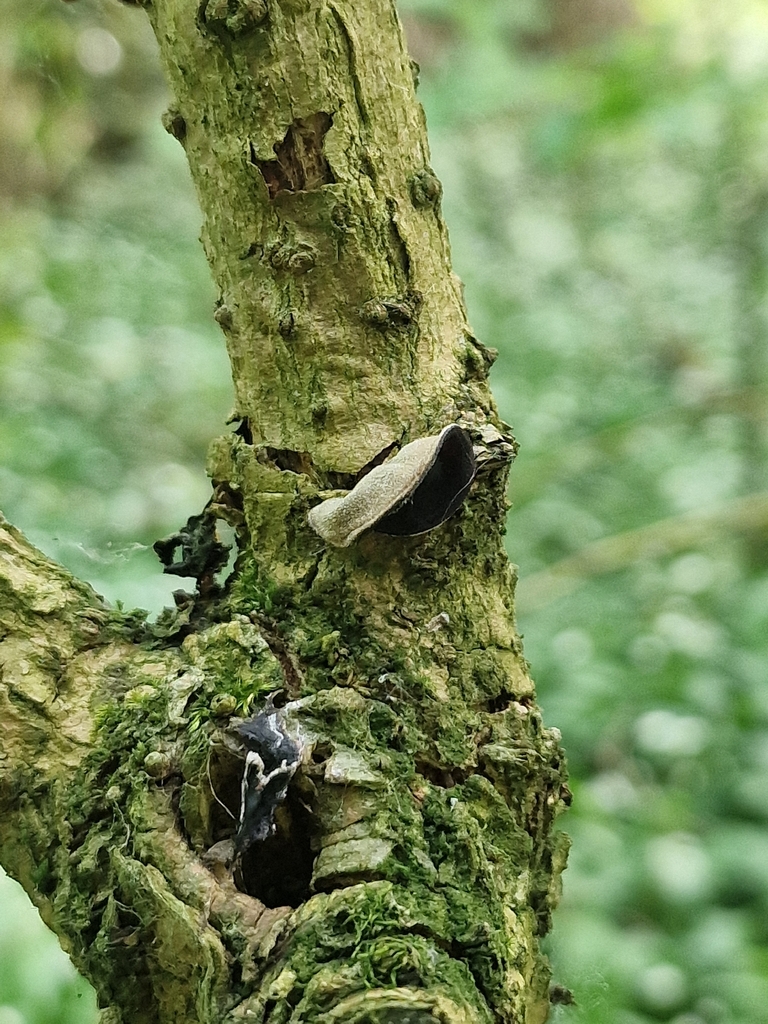 Auricularia auricula-judae · April 2026 · photo: © lukas_l (iNaturalist, cc-by)