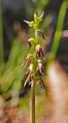 Genoplesium despectans