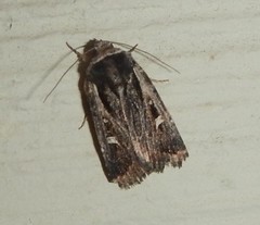 Proteuxoa chrysospila