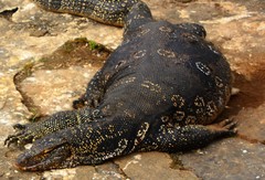 Varanus salvator salvator