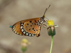 Acraea terpsicore