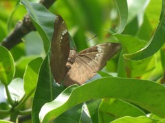 Euthalia aconthea meridionalis