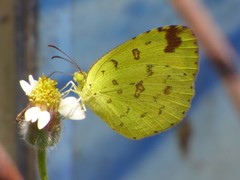 Eurema hecabe