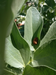 Solenosthedium bilunatum