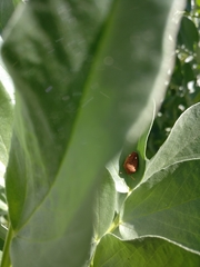 Solenosthedium bilunatum
