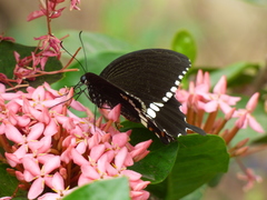 Papilio polytes