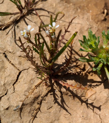 Neotorularia torulosa