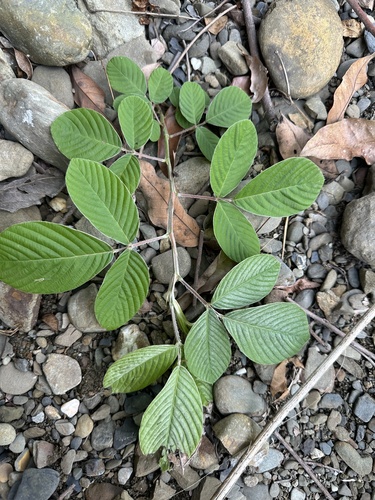 Dendrolobium triangulare observed 2026-04-26
