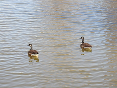 Branta canadensis