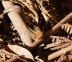 Heteronympha banksii