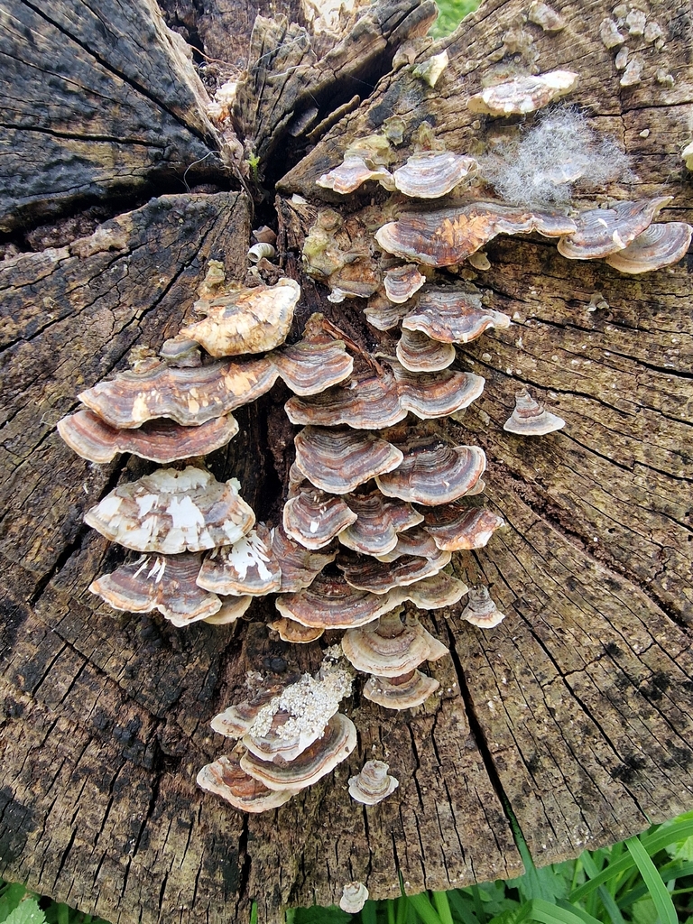 Trametes versicolor · April 2026 · photo: © lukas_l (iNaturalist, cc-by)