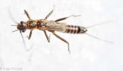Allocapnia pygmaea