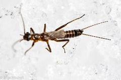 Allocapnia pygmaea