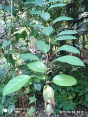 Gmelina philippensis