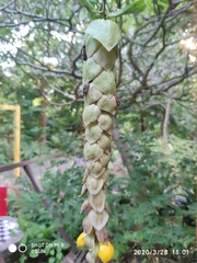 Gmelina philippensis