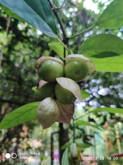 Gmelina philippensis