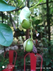 Gmelina philippensis