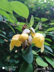 Gmelina philippensis