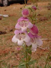 Penstemon leonensis