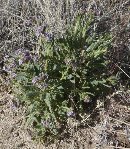 Phacelia integrifolia, photograph 1