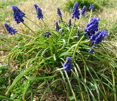 Muscari neglectum
