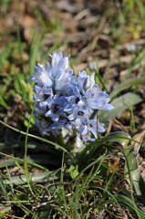 Bellevalia hyacinthoides