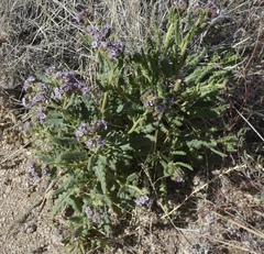 Phacelia integrifolia