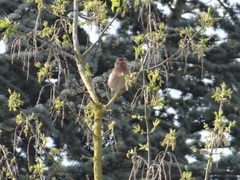 Fringilla coelebs