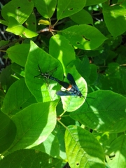 Synanthedon exitiosa