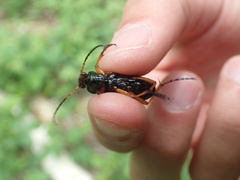 Carabus auratus