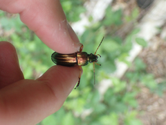 Carabus auratus