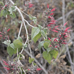 Salvia longistyla