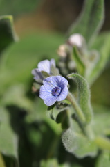 Cynoglossum creticum