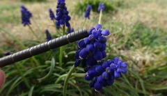 Muscari neglectum