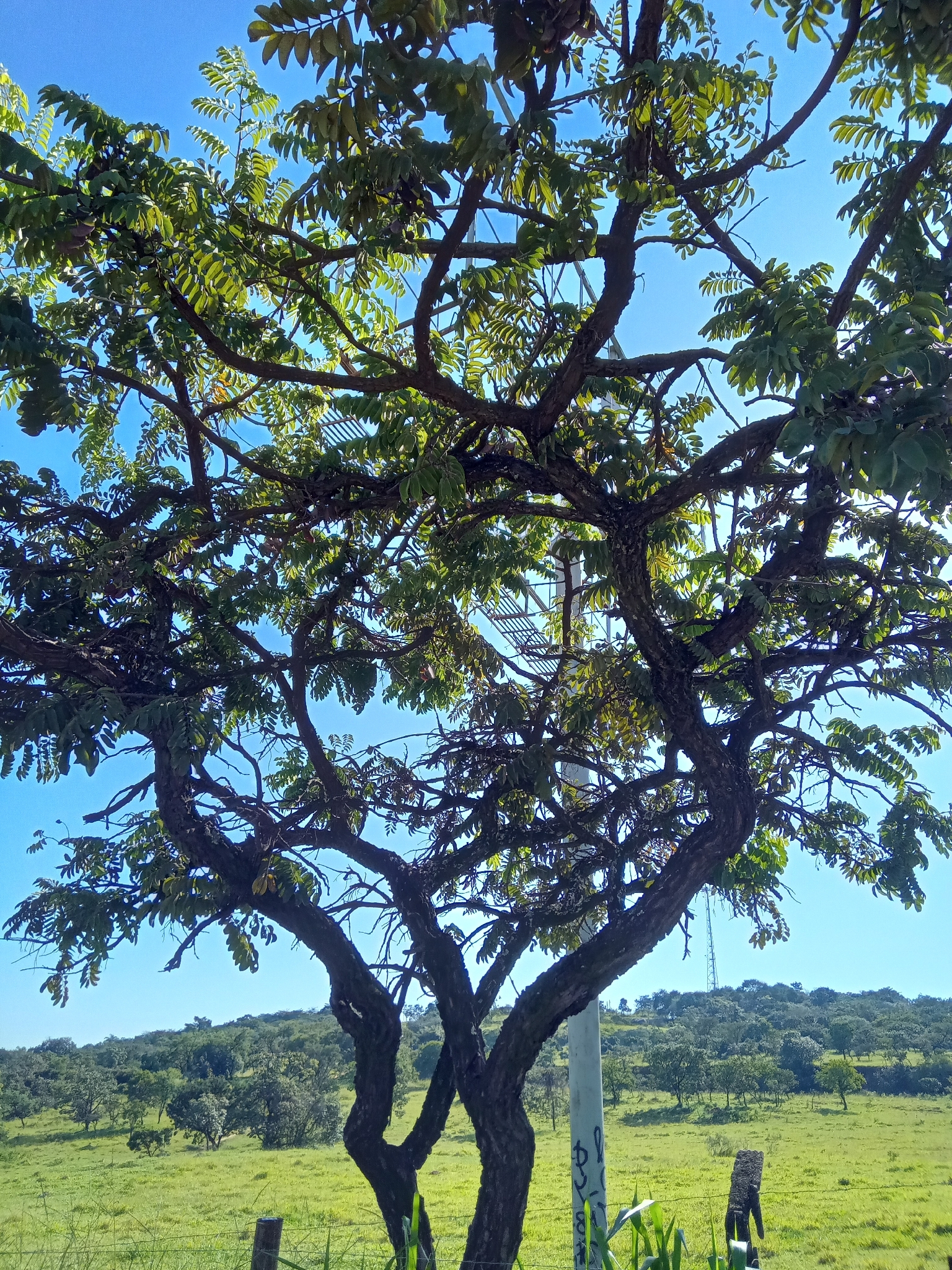 Imagem de Jacarandá do Cerrado
