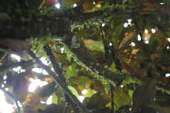 Peperomia rotundifolia