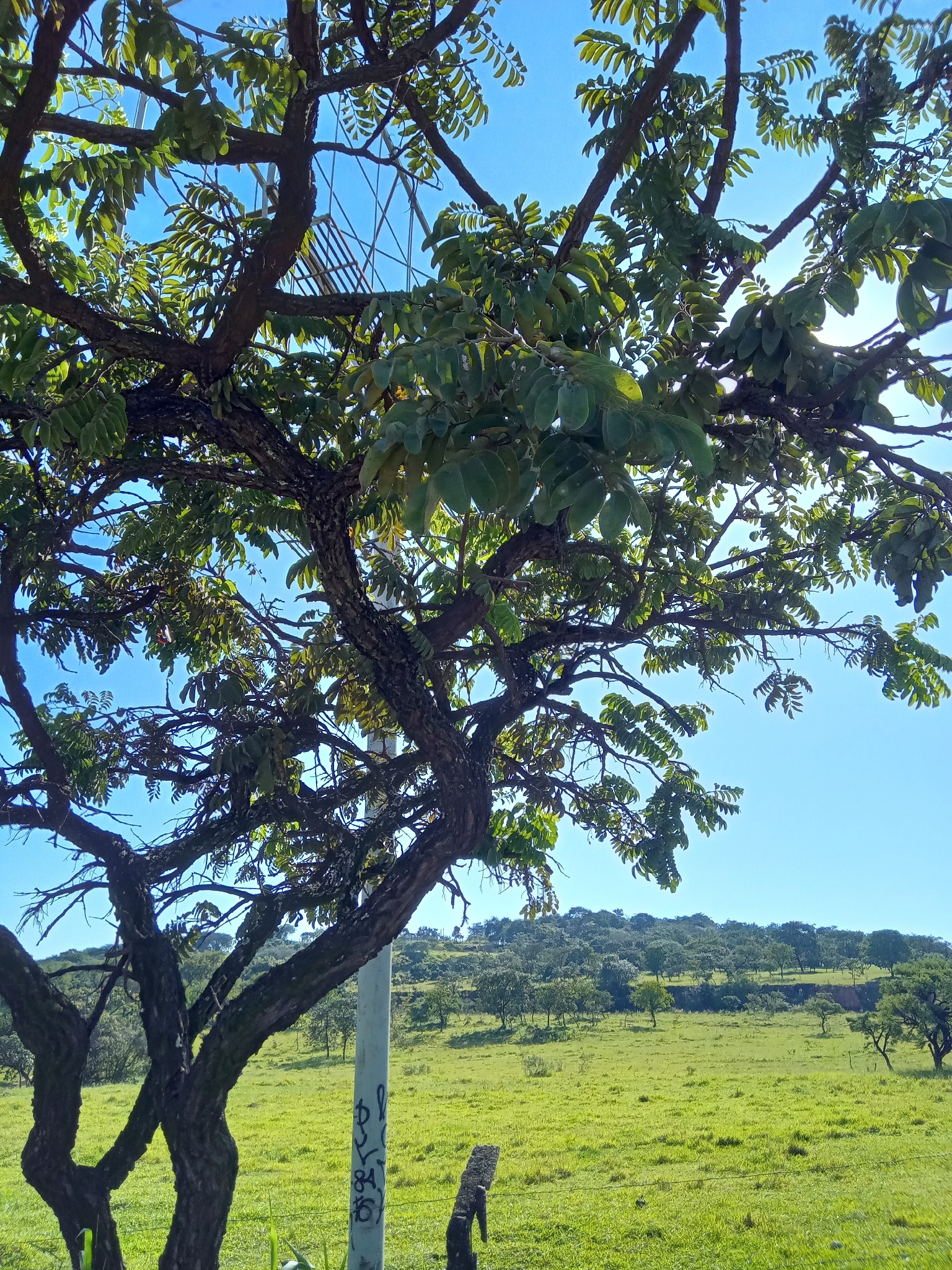 Imagem de Jacarandá do Cerrado