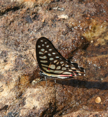 Graphium arycles