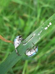 Hoplia coerulea