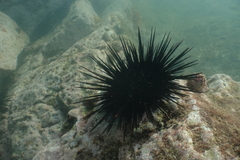 Heliocidaris crassispina